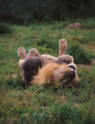 Wildlife and Adventure