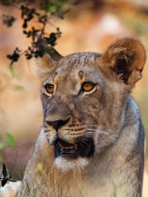 Wildlife and Adventure